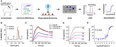 Structural Characterization of a Neutralizing Nanobody With Broad Activity Against SARS-CoV-2 Variants